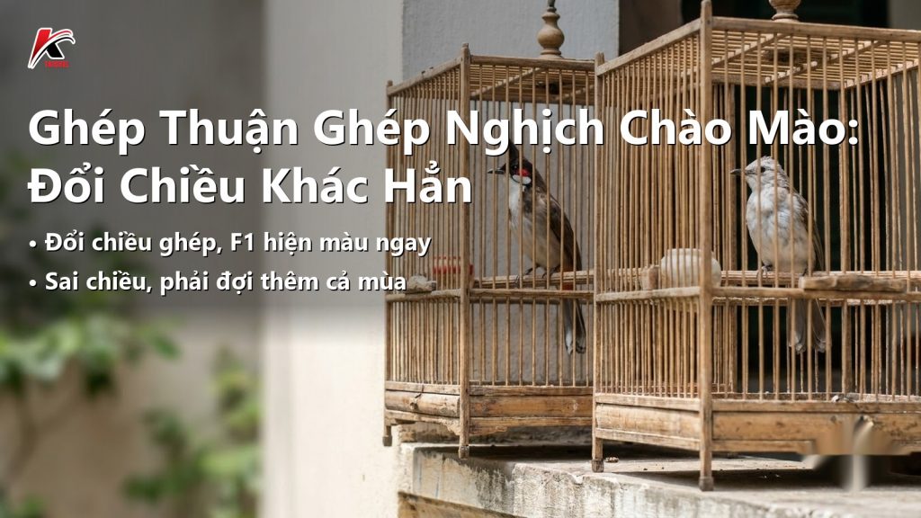 Hai lồng ghép chào mào đặt cạnh nhau, minh hoạ hai chiều ghép trống mái khác nhau