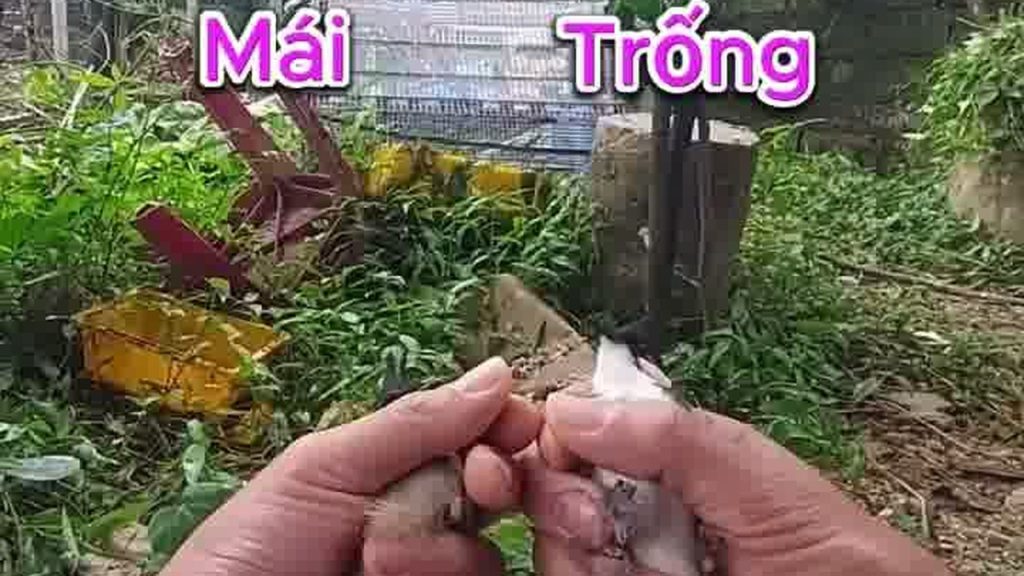 Ảnh minh hoạ Nặn phao câu và những thao tác đừng bao giờ làm khi soi trống mái chào mào