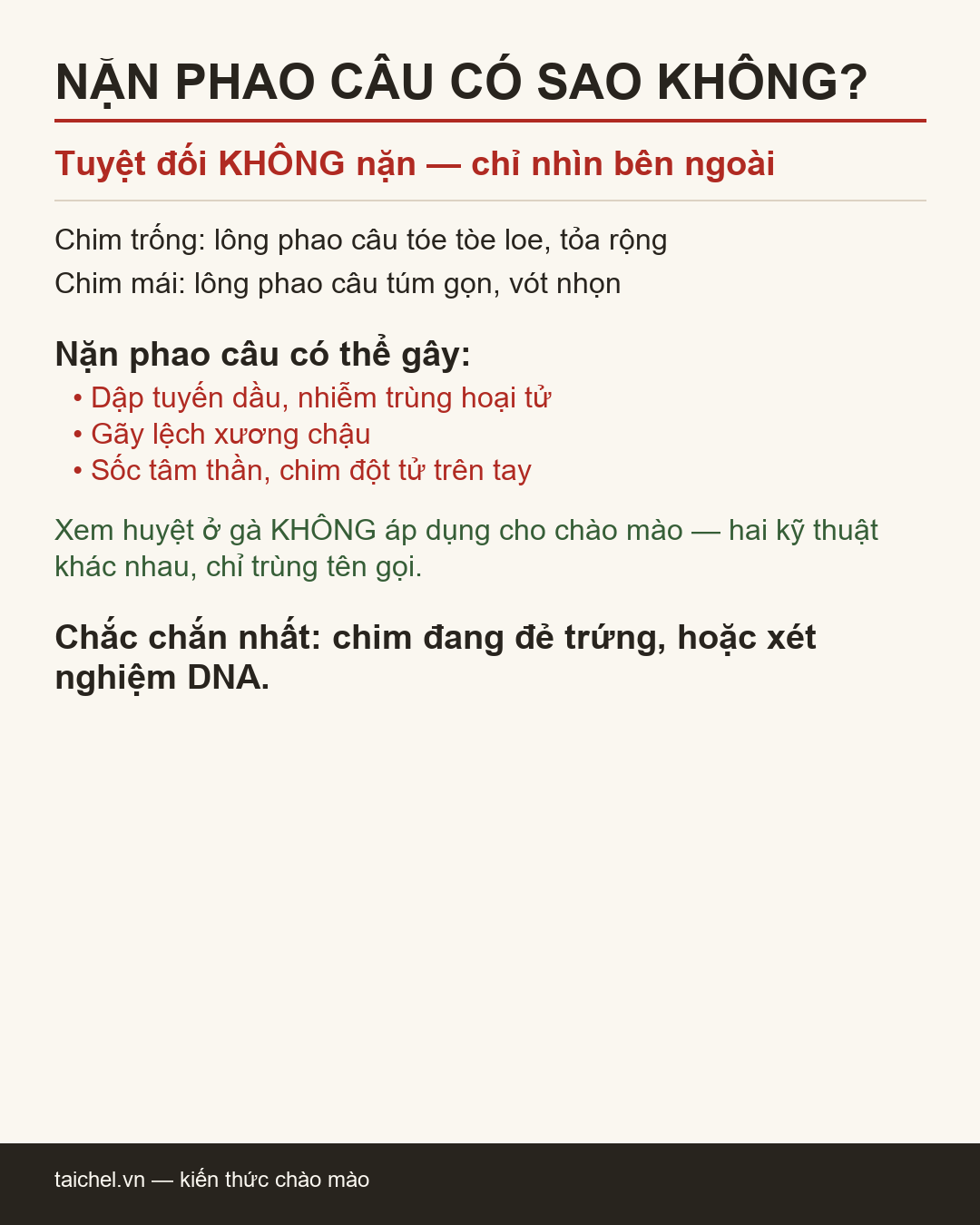 Infographic Nặn phao câu và những thao tác đừng bao giờ làm khi soi trống mái chào mào