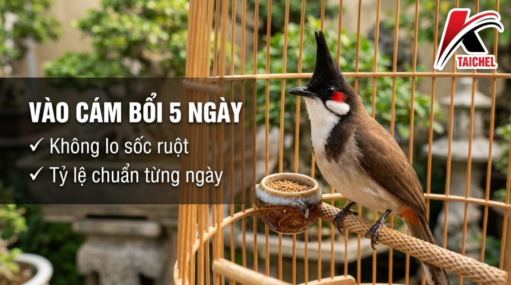 Phác Đồ Vào Cám Bổi 5 Ngày Cho Chào Mào Không Lo Sốc Ruột