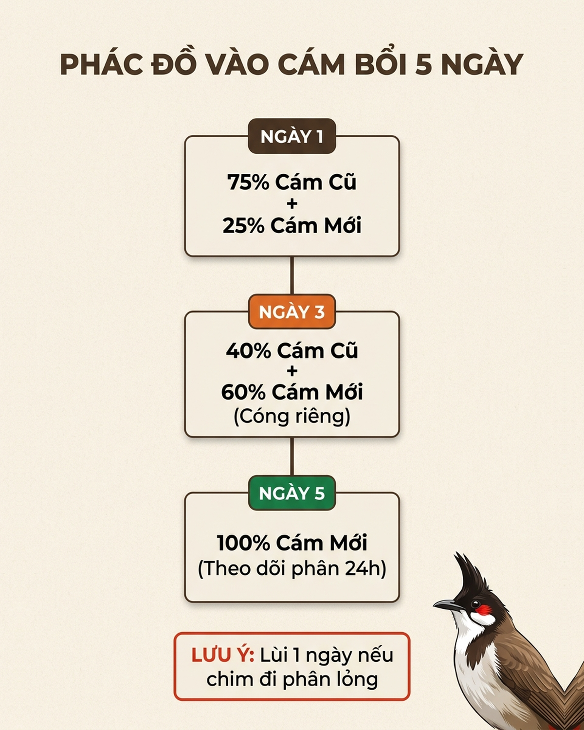 Infographic phác đồ vào cám bổi 5 ngày cho chào mào