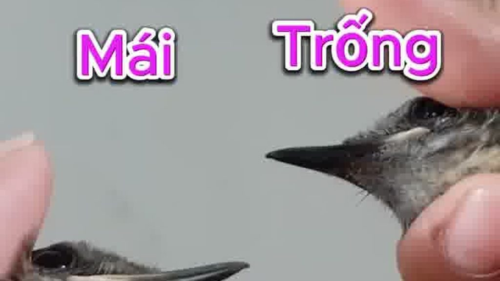 Ảnh minh hoạ Chòe than, chòe lửa trống mái: 5 điểm vàng và cái bẫy nhìn mỗi ngực với mỏ