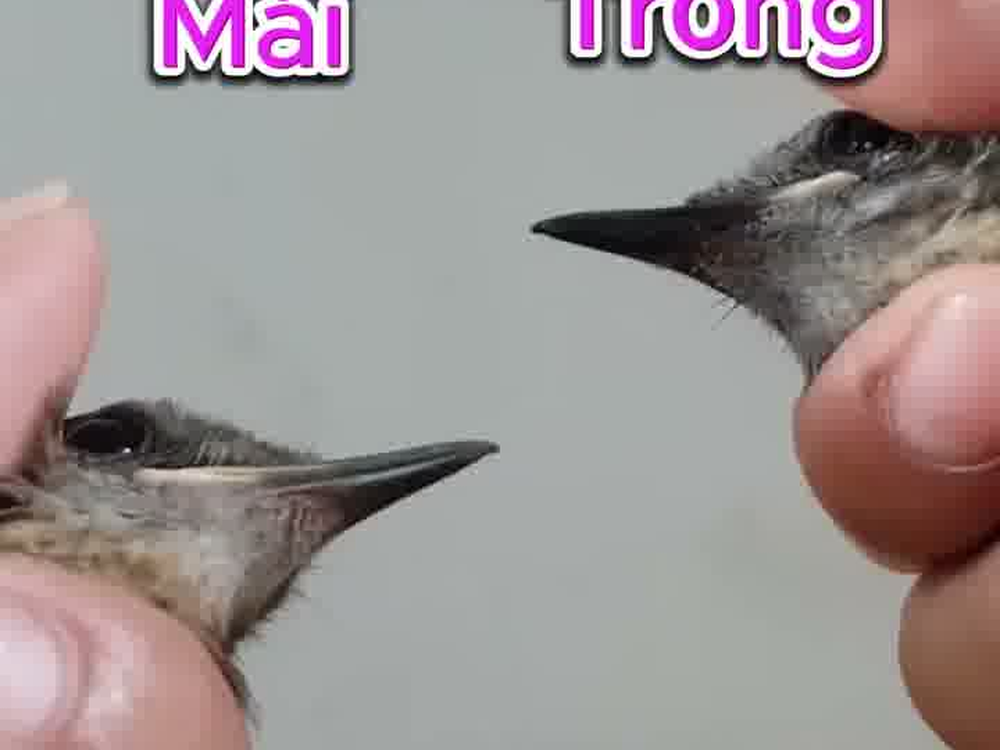 Cận cảnh đầu và mỏ chòe than so sánh trống mái trực tiếp