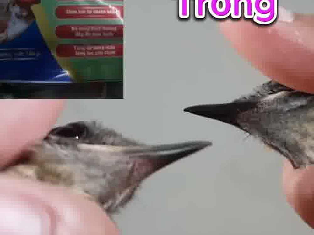 Chi tiết mỏ dưới và dáng chim chòe than trống trưởng thành