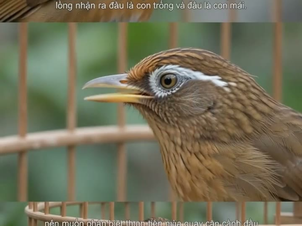 Cận cảnh đầu, mắt và mỏ chim họa mi — vị trí quan sát để phân biệt trống mái