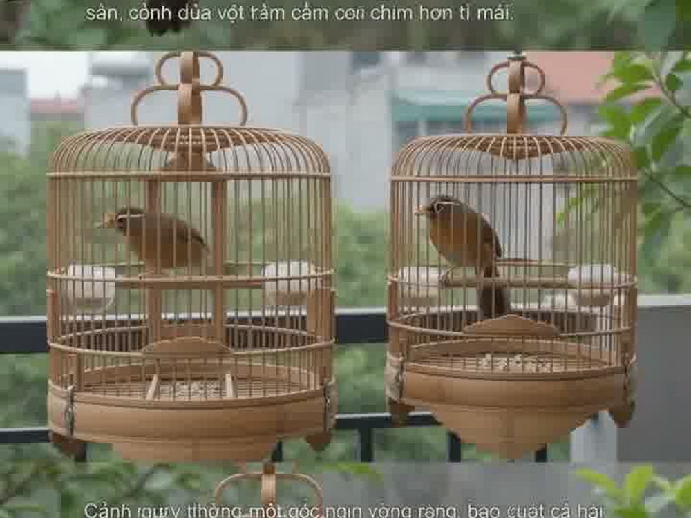 Hai chim họa mi đặt cạnh nhau trong lồng để so sánh dáng và lông