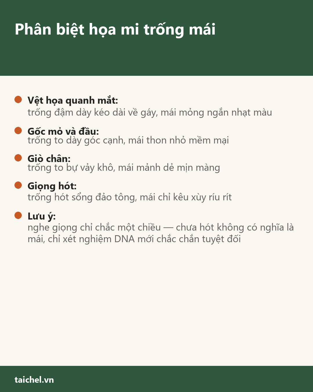 Infographic Phân biệt họa mi trống mái: họa, mỏ, giò và vì sao mái không hót sổng