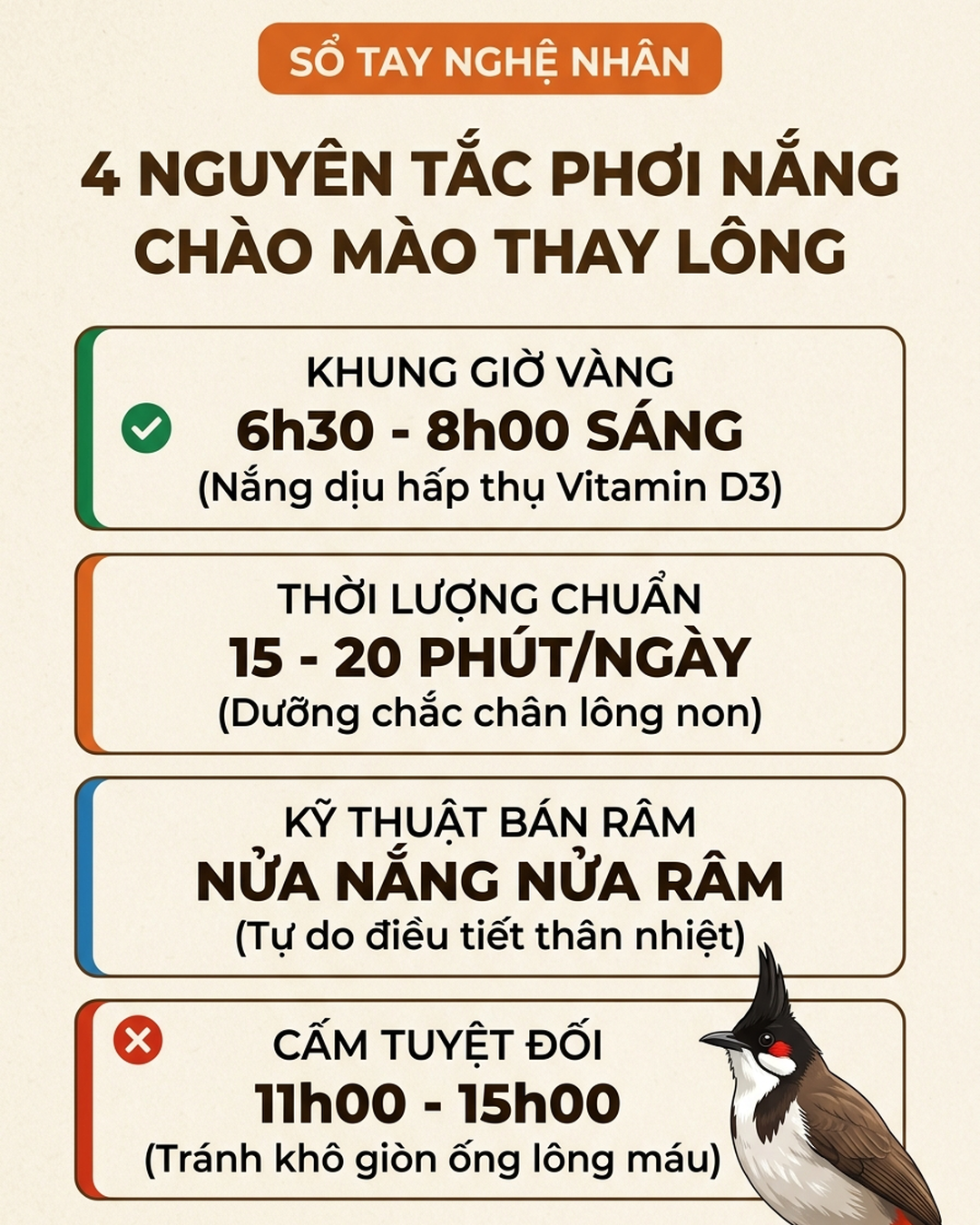 Infographic Chào Mào Thay Lông Có Phơi Nắng Được Không? Hướng Dẫn Kỹ Thuật Chuẩn