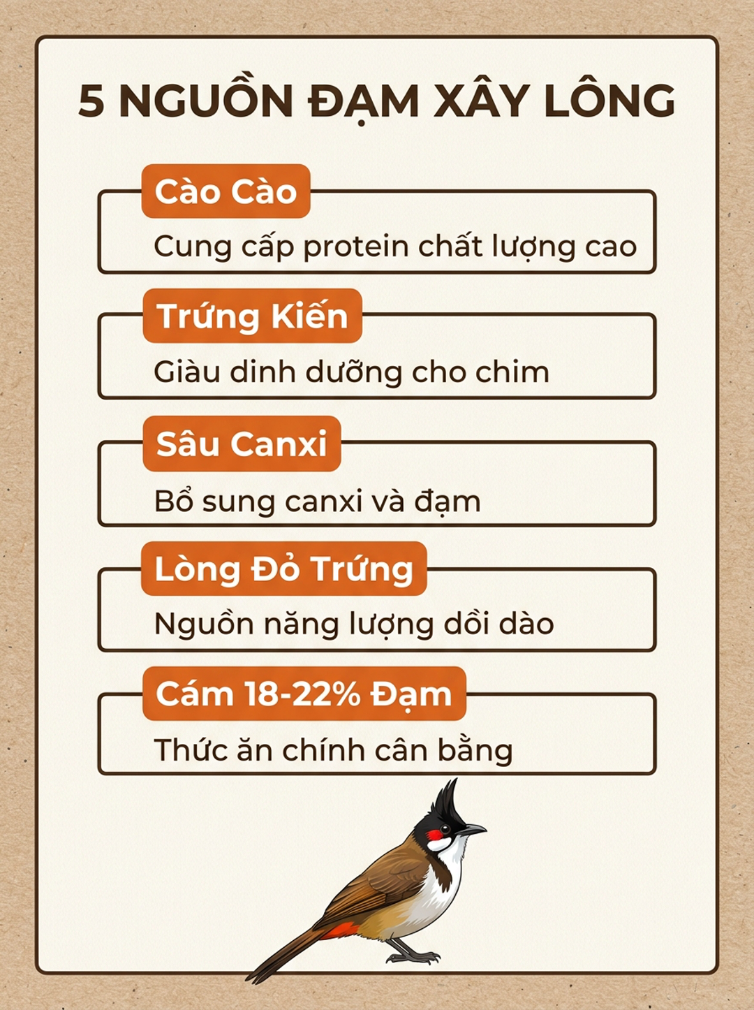 Infographic: Protein Cho Chào Mào Thay Lông: 5 Nguồn Đạm Và Thời Điểm Vàng Không Gây Nóng