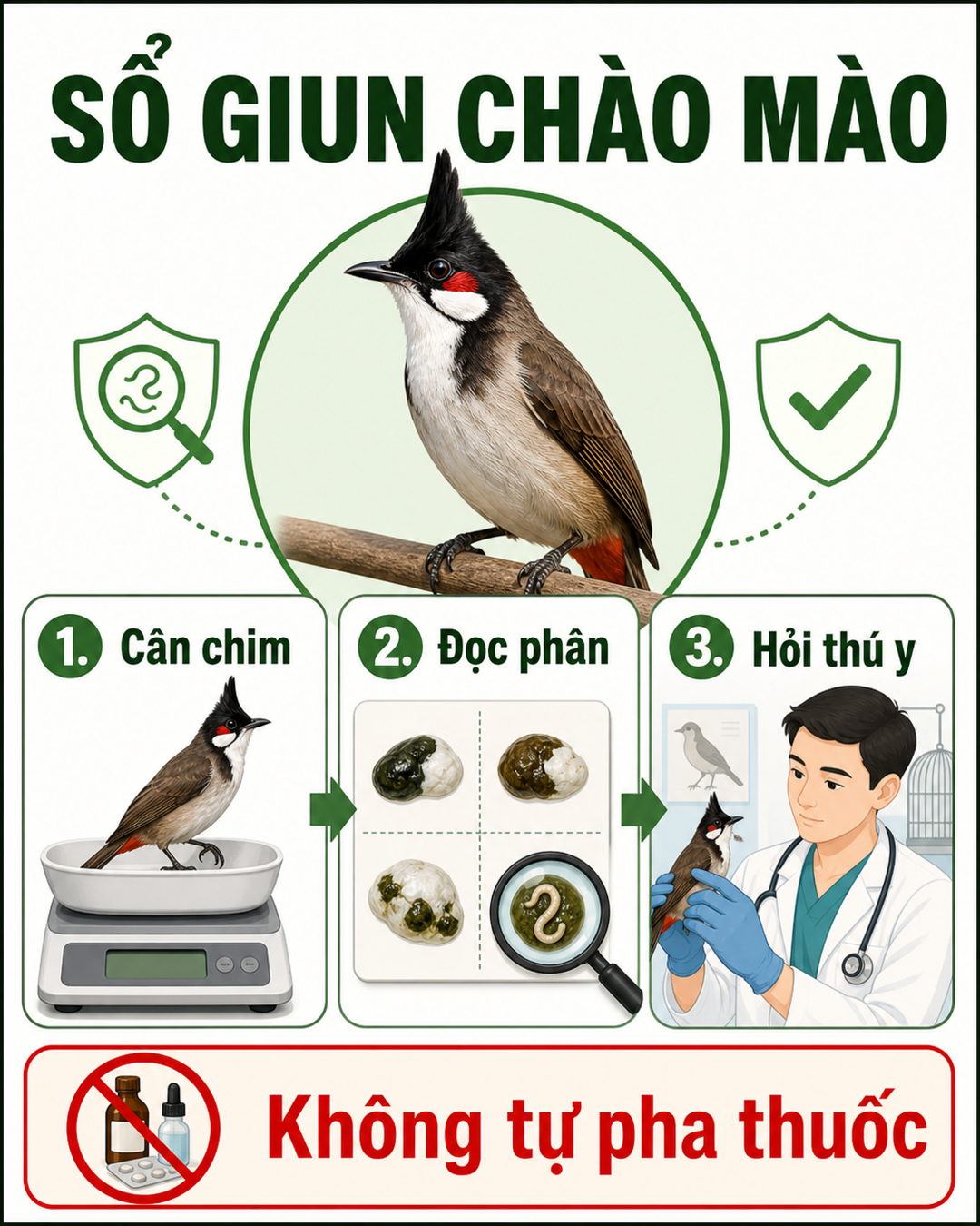 Infographic: Sổ giun cho chào mào tại nhà: Cân chim, đọc phân, liều vi mô và 7 điều cấm