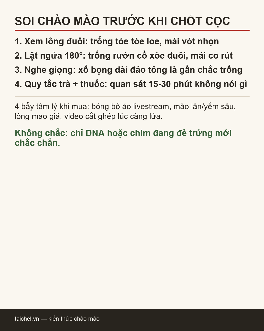 Infographic Soi chào mào trước khi chốt cọc: lật ngửa 180 độ, lông đuôi và quy tắc trà + thuốc