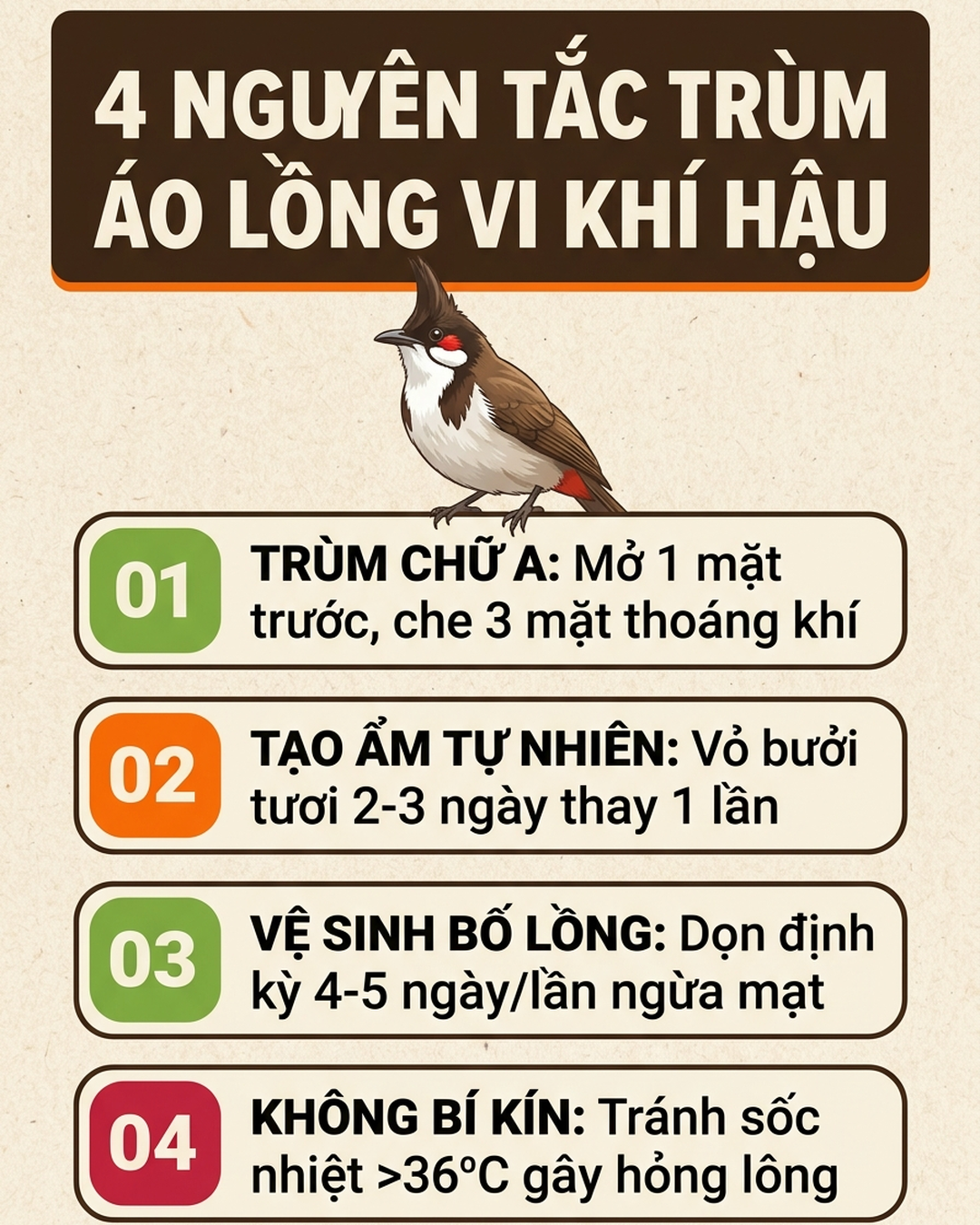 Infographic Cách Trùm Áo Lồng Chào Mào Thay Lông Chuẩn Vi Khí Hậu Giúp Lông Ra Đều