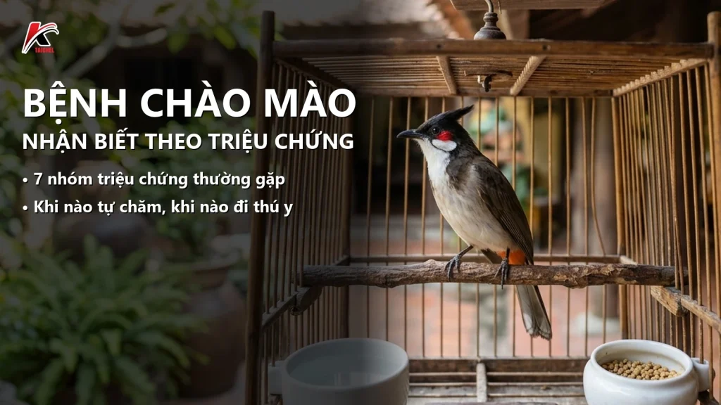 bìa bài bệnh chào mào nhận biết theo triệu chứng, chào mào trong lồng tre