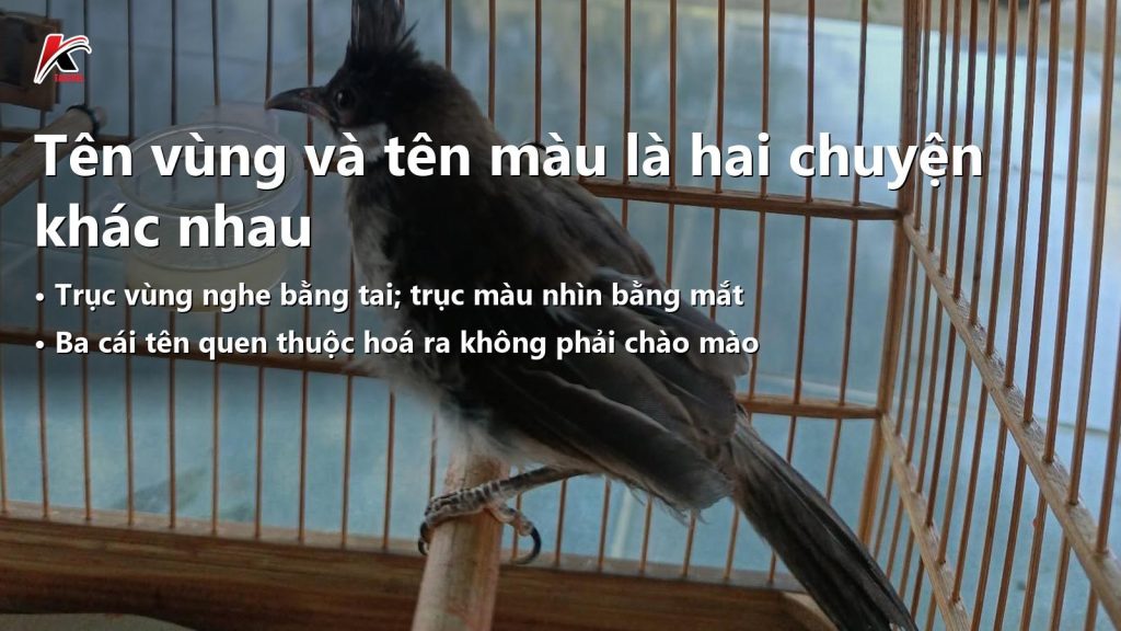 Bản Đồ Các Loại Chào Mào Ở Việt Nam: Hai Trục Phân Biệt Và 3 Cái Tên Bị Gọi Nhầm