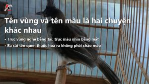 Bản Đồ Các Loại Chào Mào Ở Việt Nam: Hai Trục Phân Biệt Và 3 Cái Tên Bị Gọi Nhầm