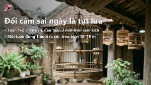 CHỈ 2 Loại Cám Chào Mào Căng Lửa Và 1 Lịch Dợt 30 Ngày (Đổi Cám Đúng Ngày Nào)