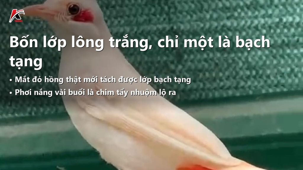 Chào Mào Bạch Tạng: Bốn Lớp Kiểu Hình Phân Biệt Bằng Mắt Và Cách Bắt Bài Chim Tẩy Nhuộm