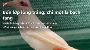 Chào Mào Bạch Tạng: Bốn Lớp Kiểu Hình Phân Biệt Bằng Mắt Và Cách Bắt Bài Chim Tẩy Nhuộm