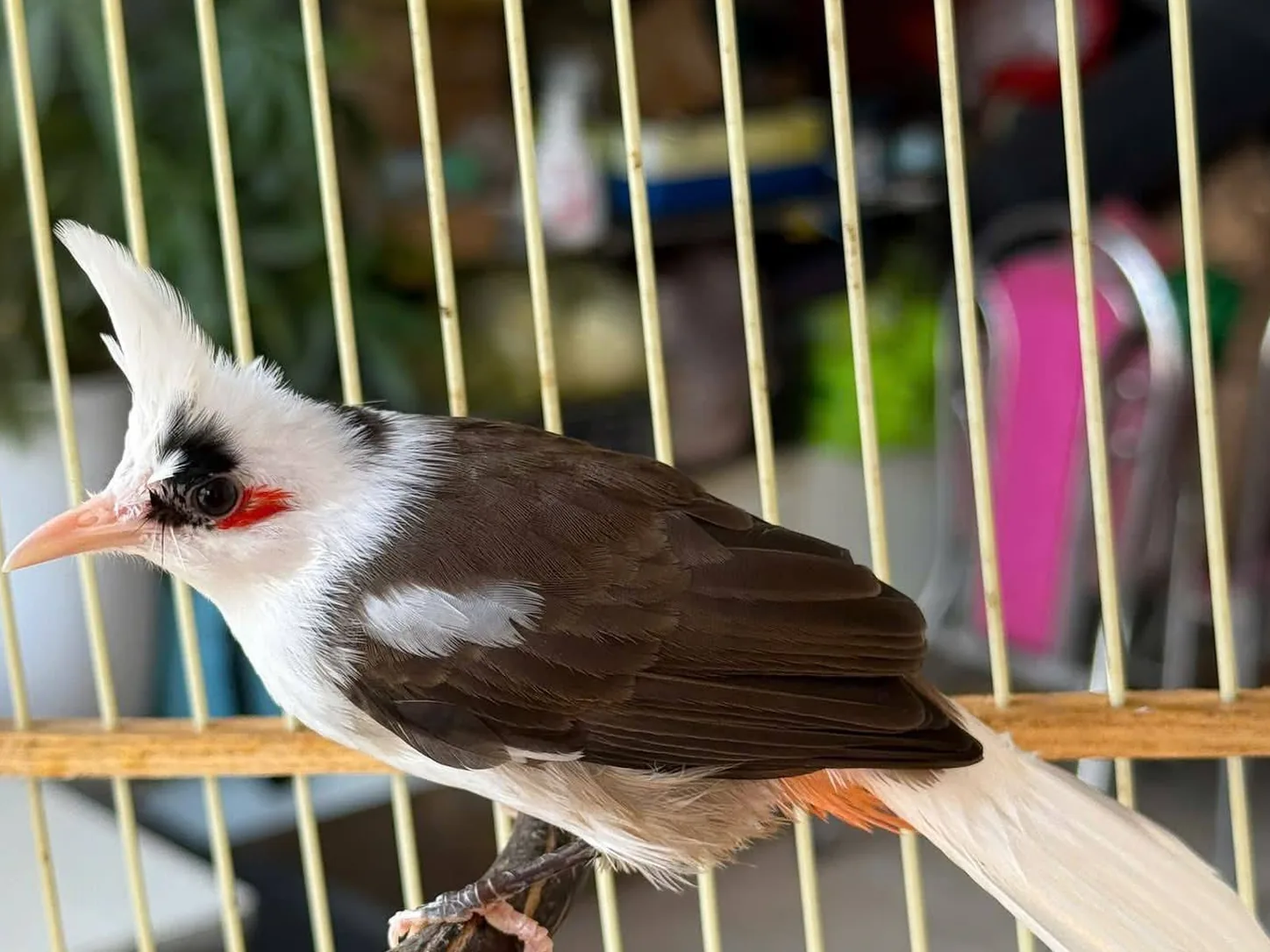 Chào mào đốm trắng loang trên lưng nâu