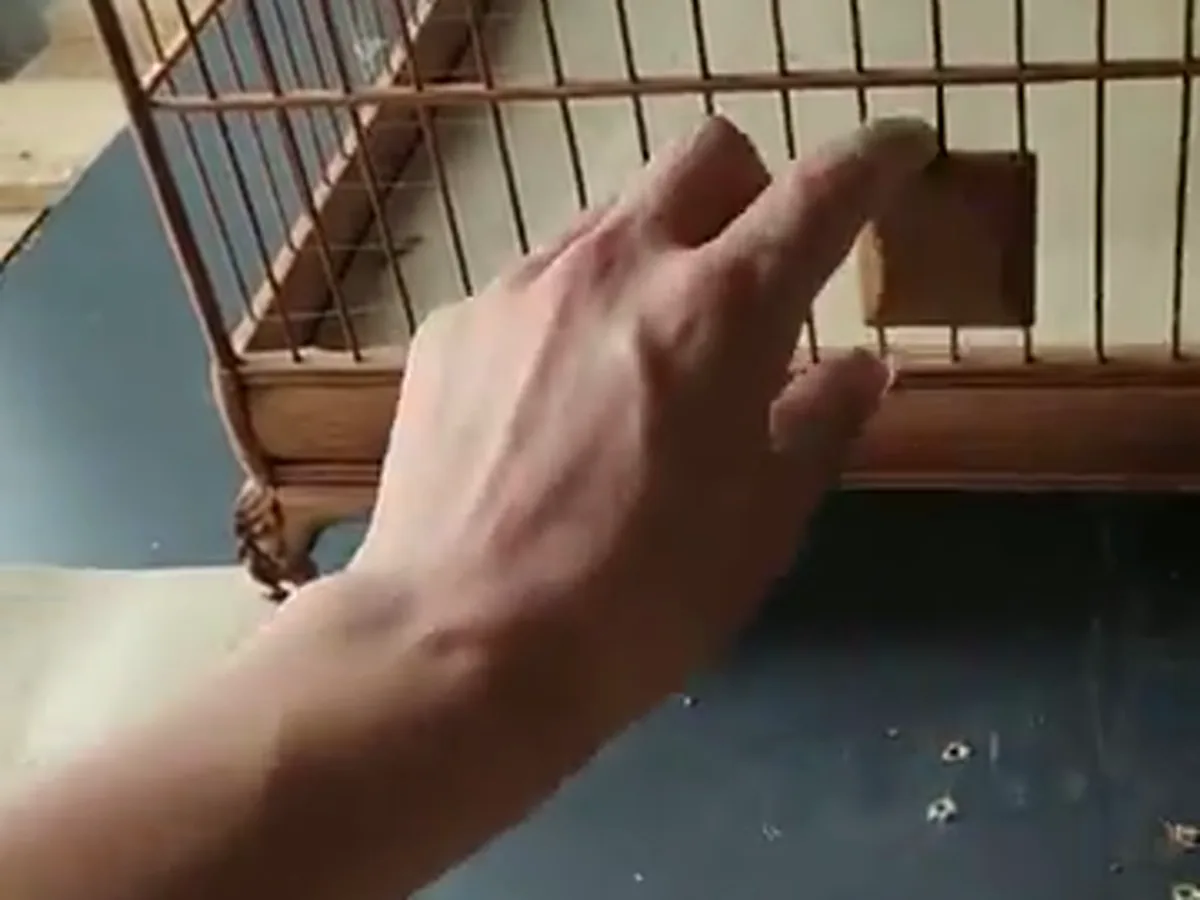 tay kéo khay đáy lồng chào mào ra kiểm tra phân mỗi ngày