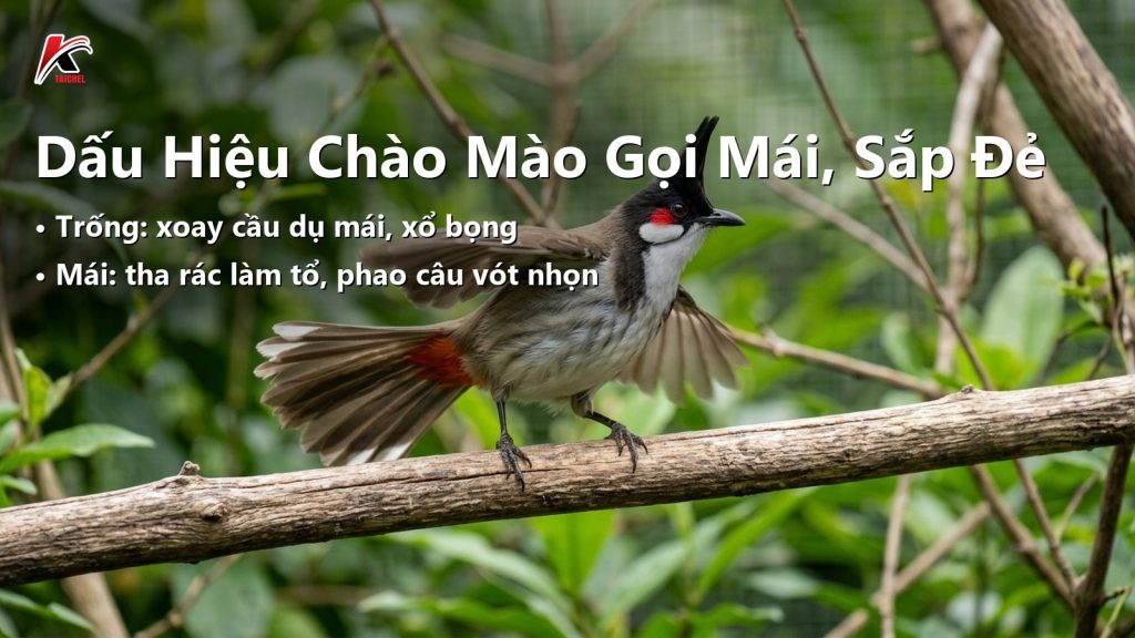 Ảnh minh hoạ Dấu Hiệu Chào Mào Gọi Mái, Đòi Ổ, Mái Sắp Đẻ