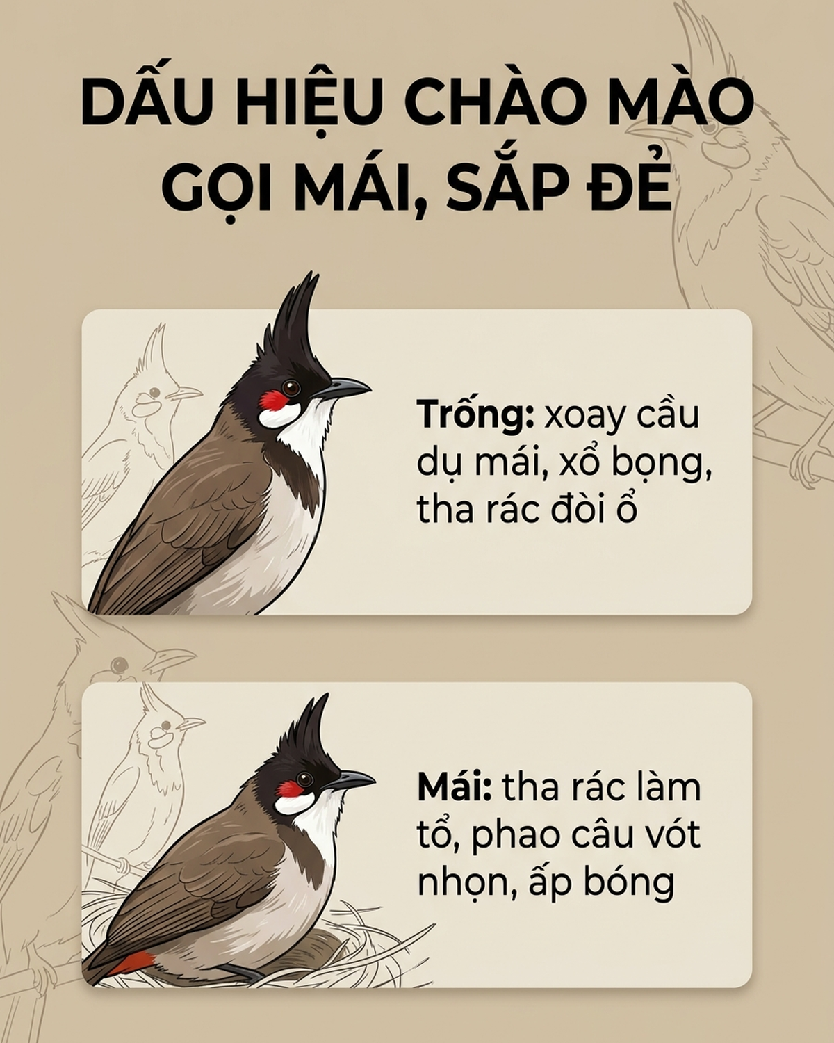 Infographic Dấu Hiệu Chào Mào Gọi Mái, Đòi Ổ, Mái Sắp Đẻ
