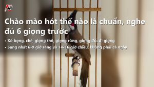 Chào Mào Hót Thế Nào Là Chuẩn? Phân Biệt 6 Loại Giọng Và Cách Chăm Bền Không Cháy