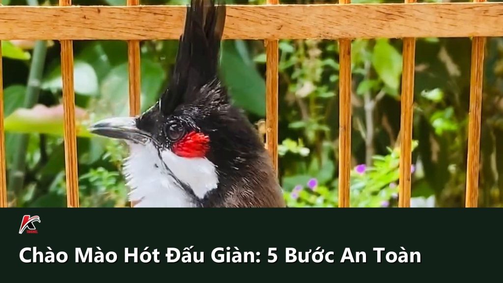 Chào Mào Hót Đấu Giàn: 5 Bước Dợt An Toàn Không Cắn Lồng Và Giữ Lửa Bền