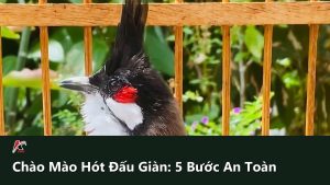Chào Mào Hót Đấu Giàn: 5 Bước Dợt An Toàn Không Cắn Lồng Và Giữ Lửa Bền