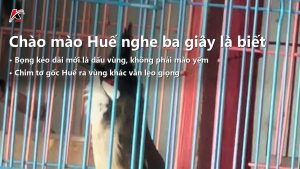 Chào Mào Huế: Nhận Diện Bằng 3 Giây Đo Độ Dài Bọng Và Sự Thật Về Ngoại Hình Vùng Miền