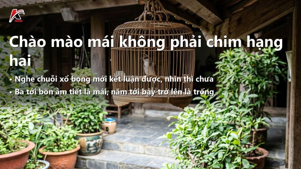 Chào Mào Mái: 6 Sự Thật Nghệ Nhân Ít Nói Về Giọng Hót, Dáng Bộ Và Kỹ Thuật Nuôi