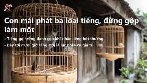 Chào Mào Mái Hót: 3 Tiếng Kêu Cần Phân Biệt Rõ Để Không Đoán Sai Giới Tính