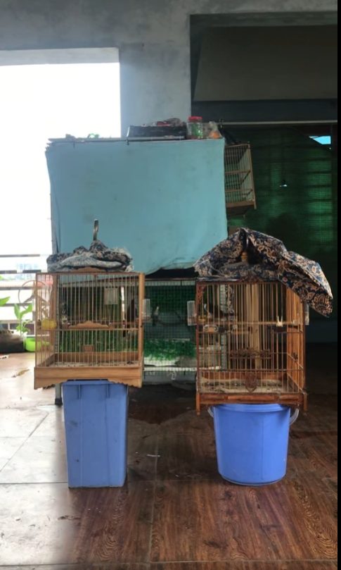 Hai lồng chào mào kê gần nhau, mỗi lồng phủ một phần áo lồng để khuất bớt tầm nhìn khi kích lửa