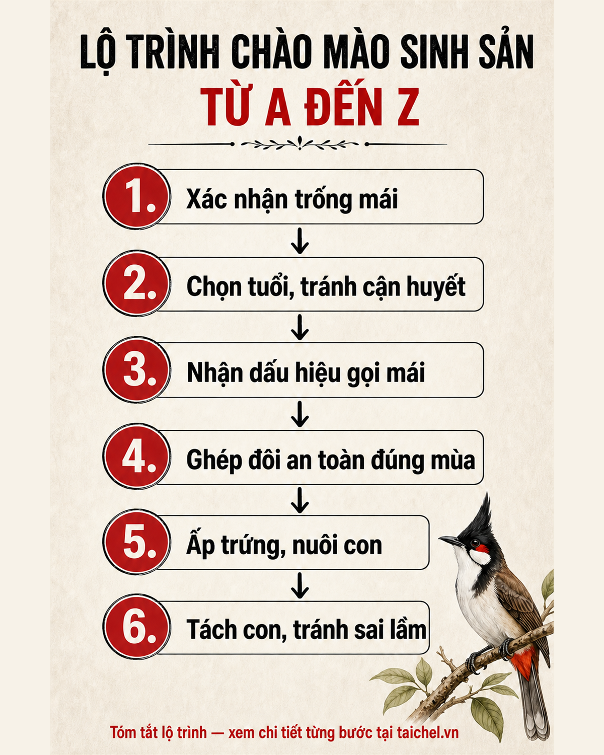 sơ đồ lộ trình chào mào sinh sản từ A đến Z sáu bước