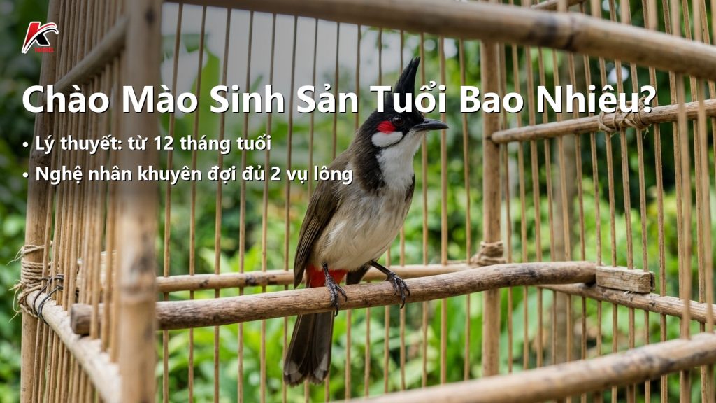 Ảnh minh hoạ Chào Mào Bao Nhiêu Tuổi Thì Sinh Sản Được?