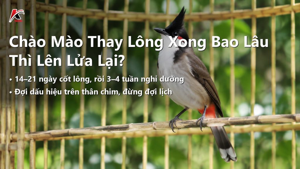 Chào Mào Thay Lông Xong Bao Lâu Thì Lên Lửa Lại? Lộ Trình 3 Mốc