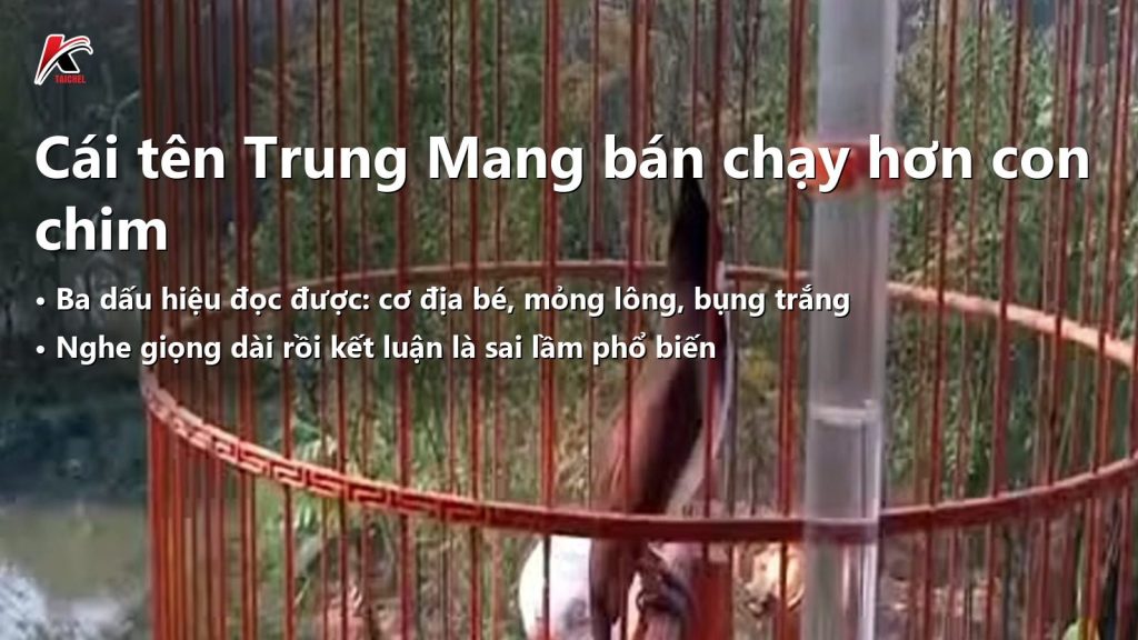 Chào Mào Trung Mang: Cái Tên Đắt Hơn Con Chim Và 3 Dấu Hiệu Nhận Diện Chim Quảng Nam Thật