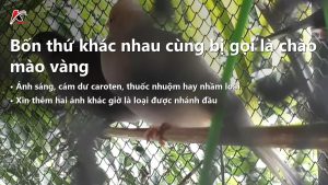 Chào Mào Vàng Có Thật Không? Bốn Thứ Đang Bị Gọi Chung Tên Và Cách Tự Kiểm Tại Lồng
