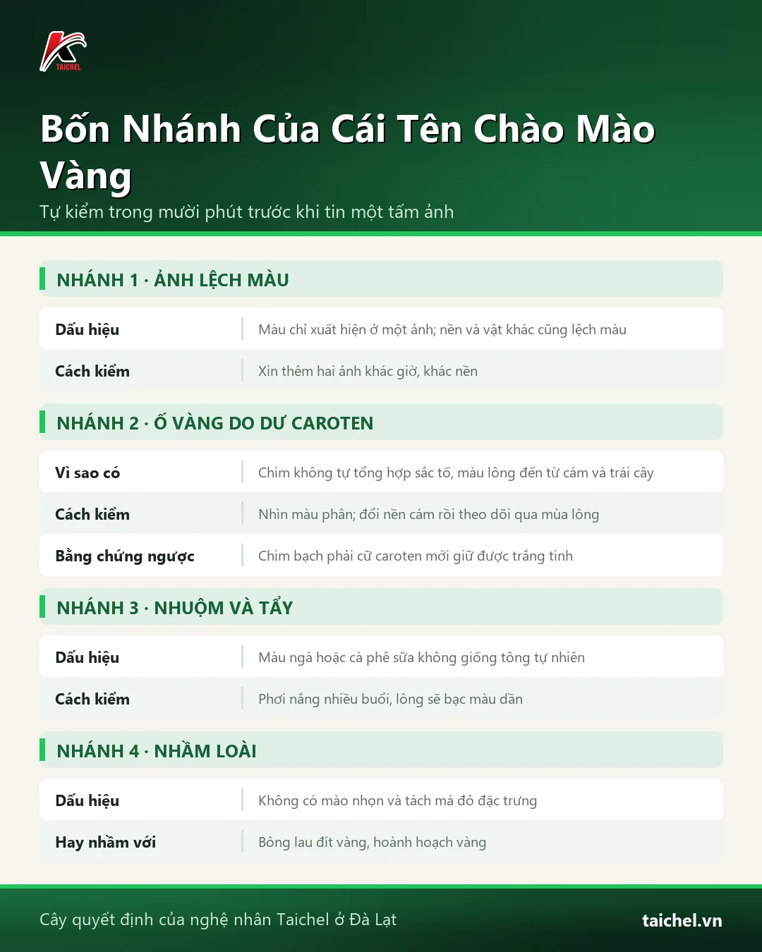 Infographic: Chào Mào Vàng Có Thật Không? Bốn Thứ Đang Bị Gọi Chung Tên Và Cách Tự Kiểm Tại Lồng