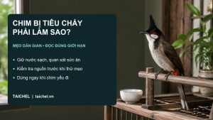 Chim Bị Tiêu Chảy Phải Làm Sao: Mẹo Dân Gian An Toàn, Khi Nào Phải Dừng