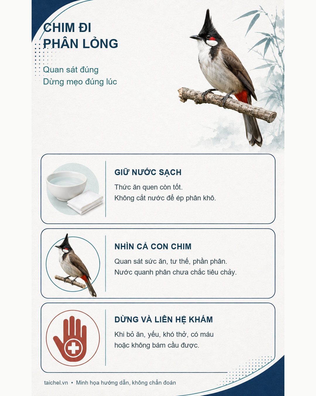 Infographic: Chim Bị Tiêu Chảy Phải Làm Sao: Mẹo Dân Gian An Toàn, Khi Nào Phải Dừng