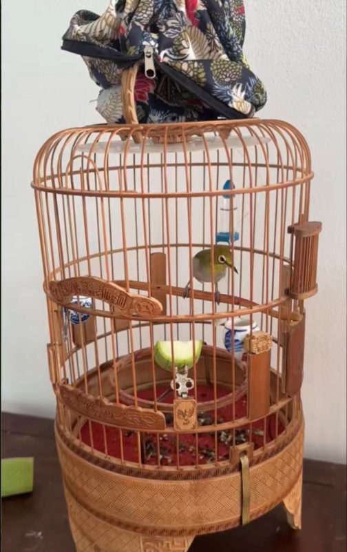 Chim khuyên trong lồng có hoa quả tươi và cóng thức ăn trong giai đoạn thay lông kéo dài