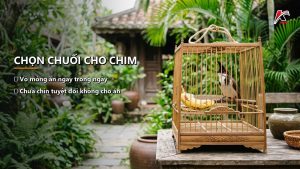 Ảnh minh hoạ Chọn chuối cho chim cảnh đúng loại: Nguyên tắc theo mục đích ăn ngay hay để lâu trong lồng