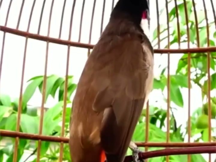 Cách Dùng Men Vi Sinh Sau Kháng Sinh Cho Chim: Không Phải Cứ Uống Là Ruột Khoẻ Lại