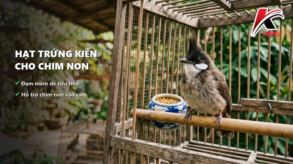 Chào mào non má trắng đậu trên cầu lồng cạnh cóng Hạt Trứng Kiến 30% dạng hạt