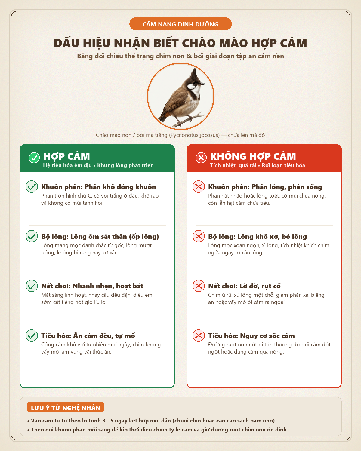 Infographic Hạt Trứng Kiến 30% Có Tốt Cho Chim Non Không? 5 Tiêu Chí Đánh Giá