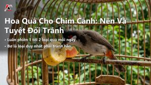 Hoa Quả Cho Chim Cảnh: Loại Nào Nên, Loại Nào Tuyệt Đối Tránh