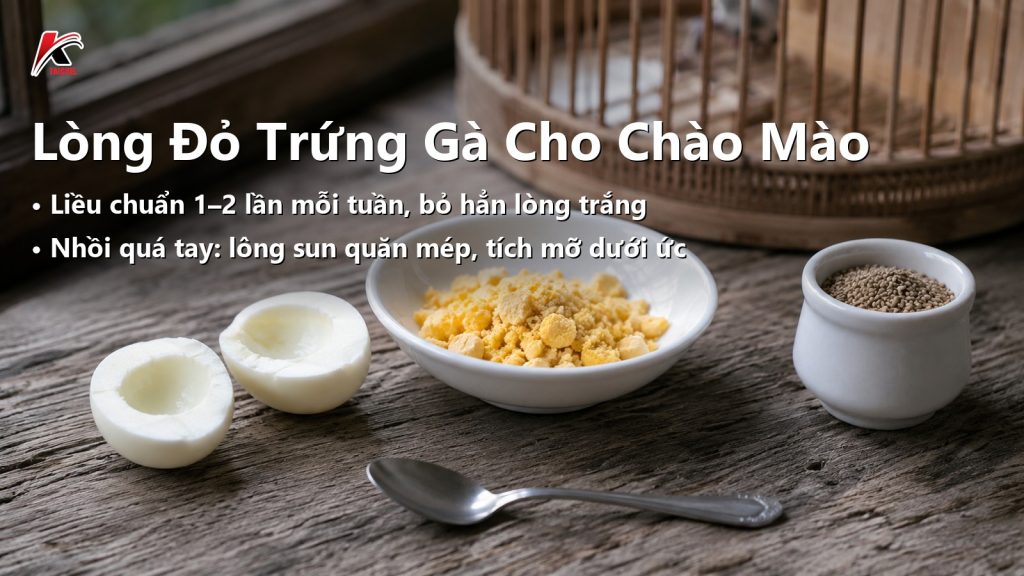 Lòng Đỏ Trứng Gà Cho Chào Mào: Liều Chuẩn 2 Lần Mỗi Tuần Và 5 Lỗi Nhồi Nhét