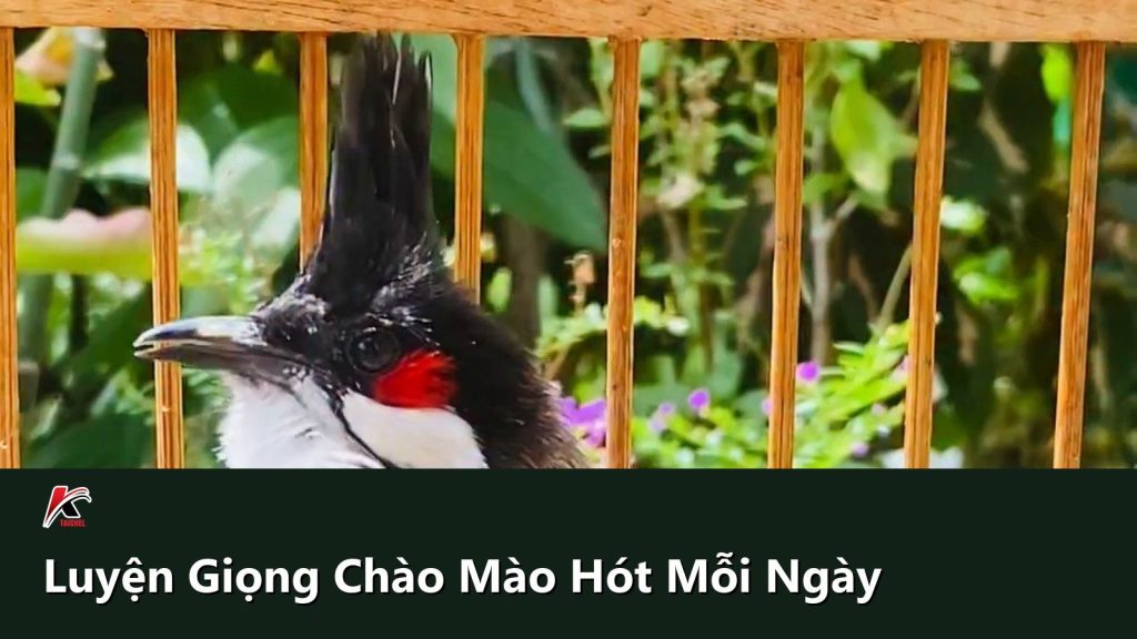 Luyện Giọng Chào Mào Hót Hay Mỗi Ngày: Khung Giờ Chuẩn Và 3 Sai Lầm Khiến Chim Mất Giọng