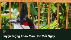 Luyện Giọng Chào Mào Hót Hay Mỗi Ngày: Khung Giờ Chuẩn Và 3 Sai Lầm Khiến Chim Mất Giọng